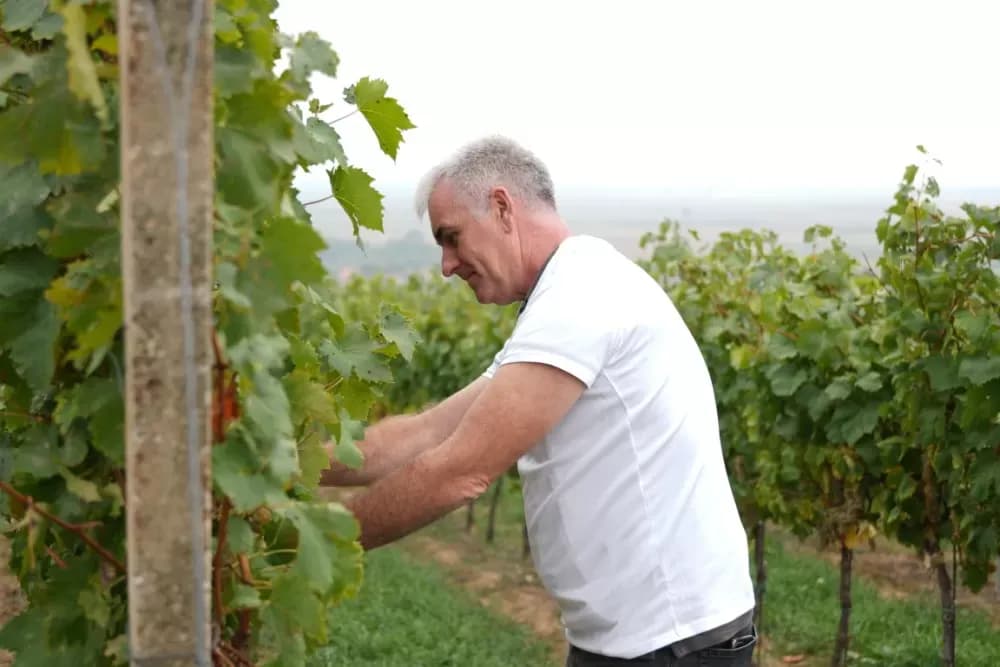(FOTOGALERIJA) Dan berbe u Vinariji Kutjevo d.d. uz zanimljiva natjecanja