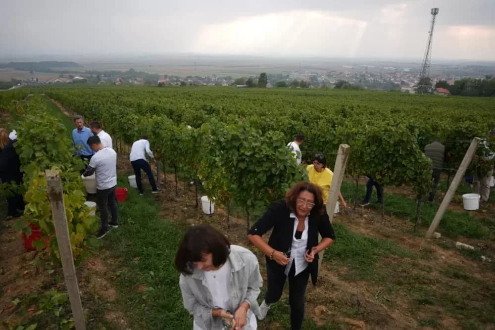 (FOTOGALERIJA) Dan berbe u Vinariji Kutjevo d.d. uz zanimljiva natjecanja