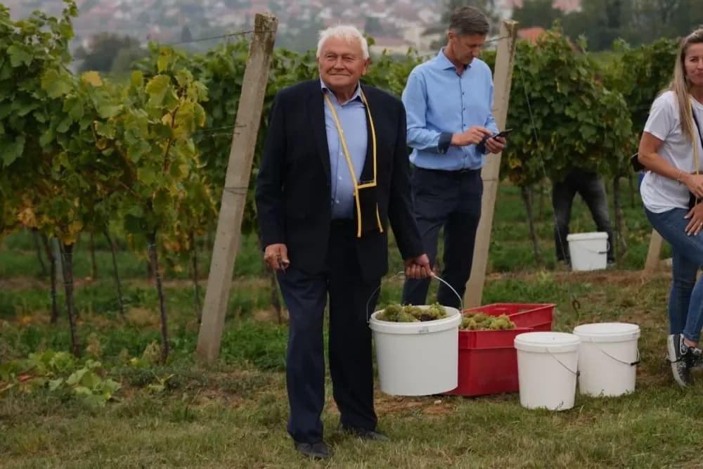 (FOTOGALERIJA) Dan berbe u Vinariji Kutjevo d.d. uz zanimljiva natjecanja