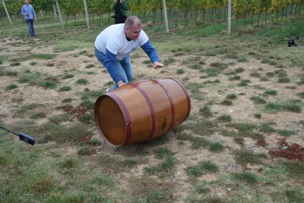 (FOTOGALERIJA) Dan berbe u Vinariji Kutjevo d.d. uz zanimljiva natjecanja