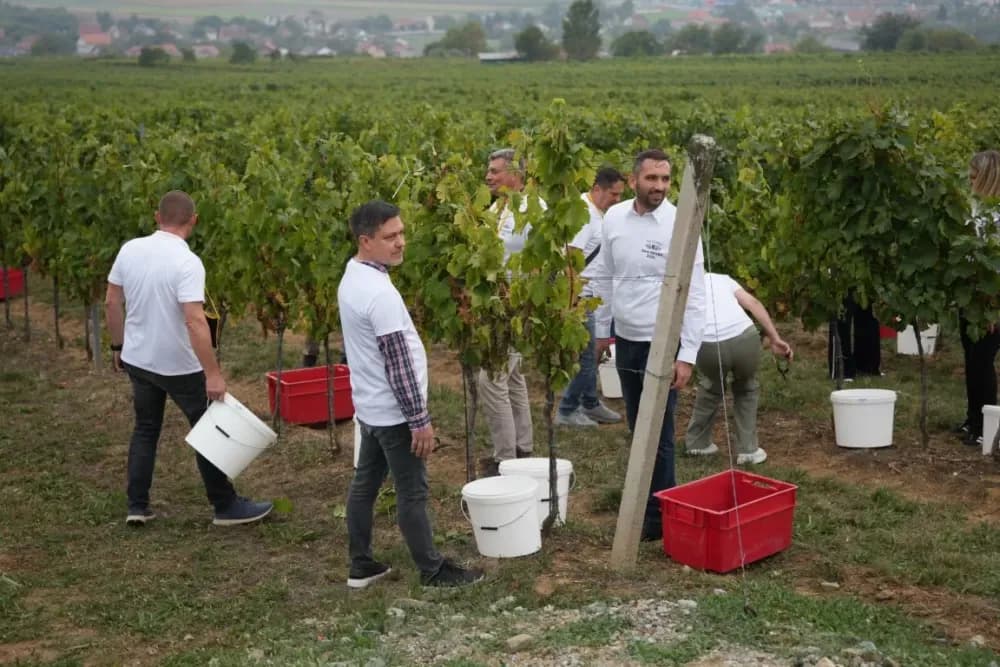 (FOTOGALERIJA) Dan berbe u Vinariji Kutjevo d.d. uz zanimljiva natjecanja