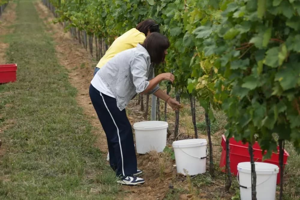 (FOTOGALERIJA) Dan berbe u Vinariji Kutjevo d.d. uz zanimljiva natjecanja