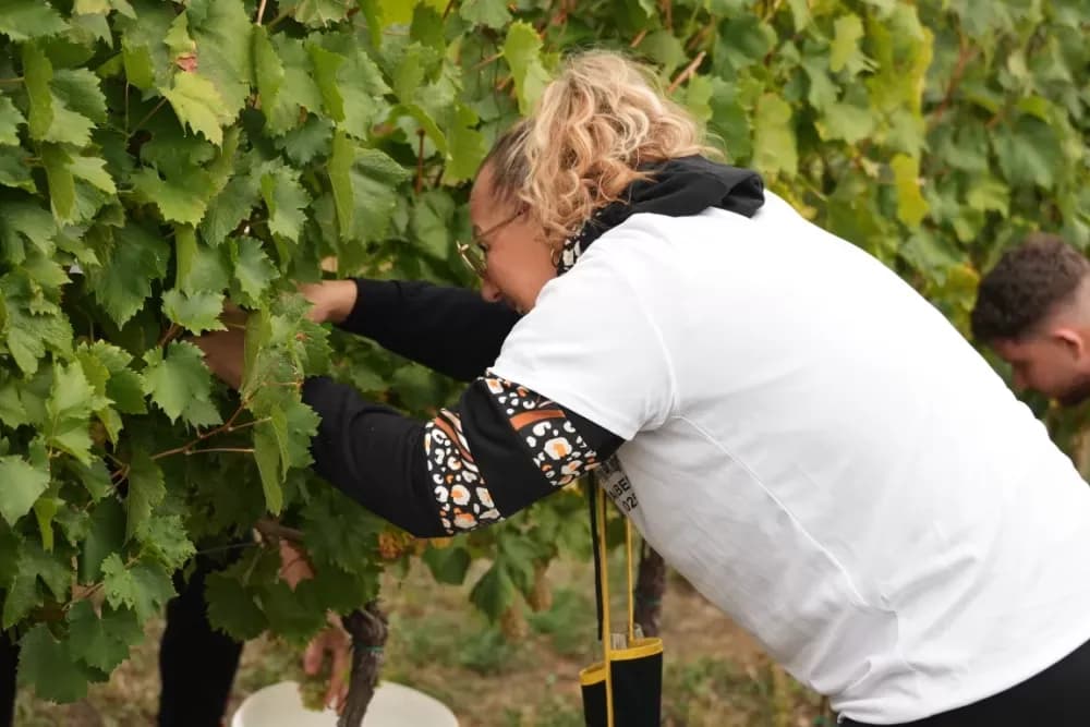 (FOTOGALERIJA) Dan berbe u Vinariji Kutjevo d.d. uz zanimljiva natjecanja