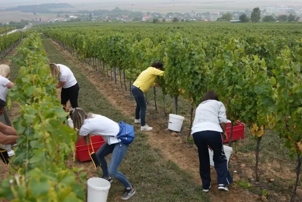 (FOTOGALERIJA) Dan berbe u Vinariji Kutjevo d.d. uz zanimljiva natjecanja
