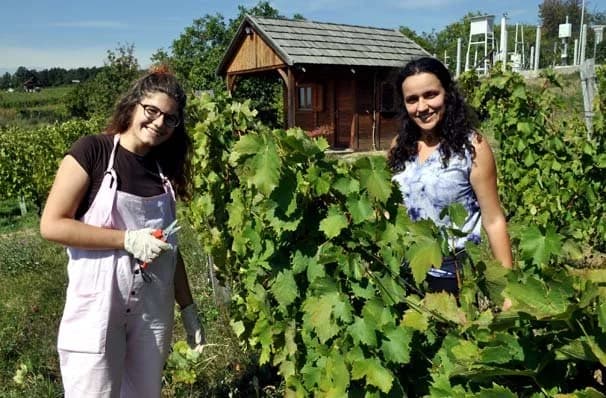 BERBA KITOKRETA: Radna snaga iz sedam zemalja-„uvoz“ u suradnji sa Eko centrom Latinovac /FOTOGALERIJA/